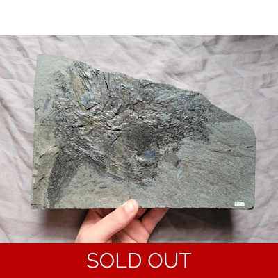 Very Rare Huge Partial Pygopterus Predatory Fish Fossil From The Permian Age Very Rare Huge Partial Pygopterus Predatory Fish Fossil From The Permian Age
